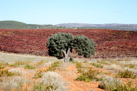 Viñedos en las tierras de Benavente